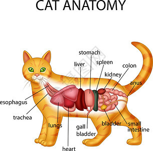 猫的解剖学图片