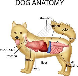 犬腹腔内脏图图片