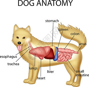 狗解剖学图片