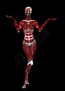 数字化的抽象骨架肌肉3d插图图片