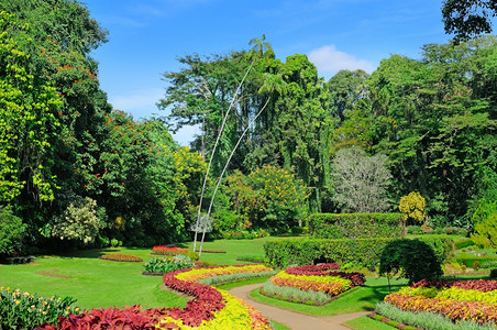 皇家植物园中多色花和树木的小巷kandysrilank图片