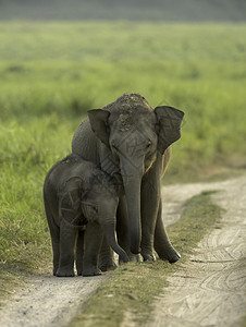 大象兄弟姐妹DhikalJmCorbet公园UrakhndIia图片