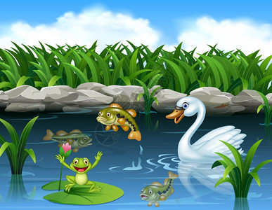 池塘里的青蛙和可爱天鹅图片