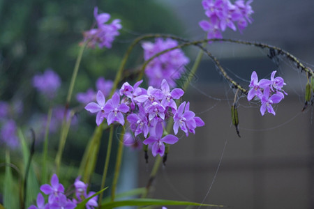 平原兰花病体白地纳加洞karntIndi图片