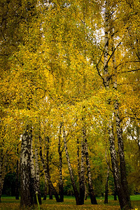 秋天在城市公园的树上放着多彩的叶子图片