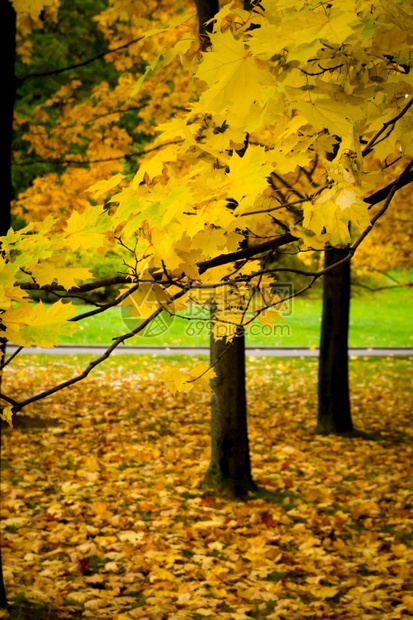 在城市公园的树上秋天有黄色的叶子图片