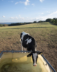黑人和白奶牛在草地的饮酒点背景是Elife公园图片