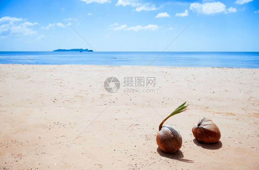 热带岛屿海滩上美丽的热带椰子图片
