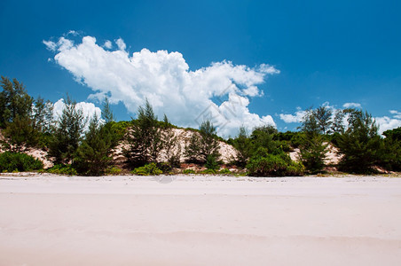 蓝天下金色草冠和蓝海高清图片下载 正版图片 摄图网