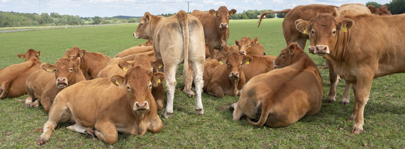 夏季德国菜叶林田地丘陵中的棕色奶牛图片