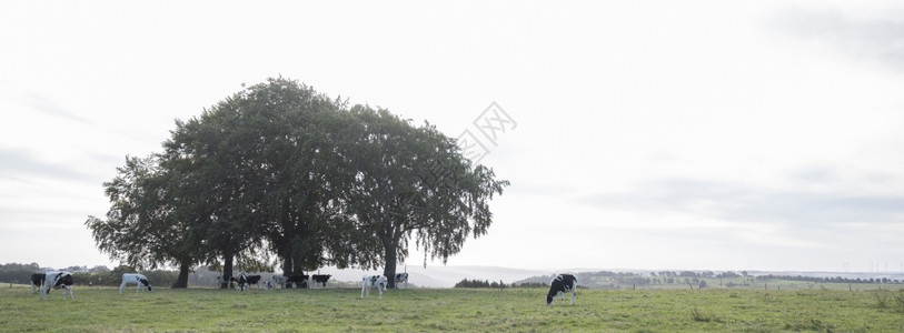 明日的风景中有树木和年轻的牛群在德国草原上有德国的叶利弗草原上图片