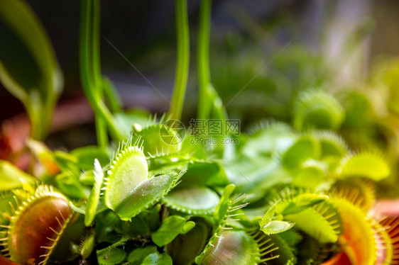 捕蝇草食肉植物近距离观察蘑菇捕蝇草食肉植物金星近景图片