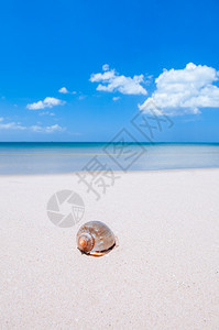 热带岛屿海滩上美丽的贝壳蓝色天空和夏云海滩度假目的地图片
