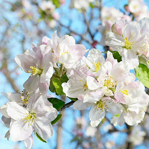 美丽的春花苹果树在模糊的背景图片