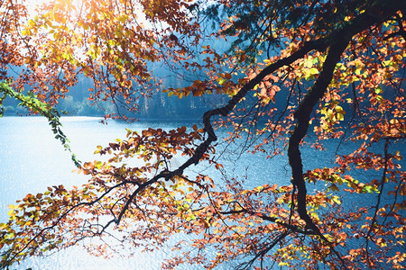 美丽的秋天森林背景中的湖图片