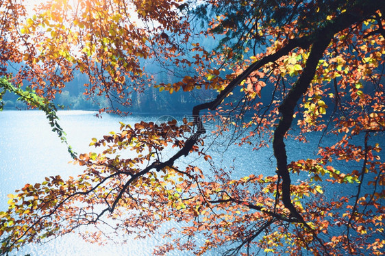 美丽的秋天森林背景中的湖图片