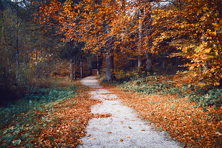 秋森林和树叶在路上美丽的风景图片