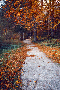 秋森林和树叶在路上美丽的风景图片