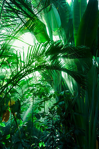 丛林雨中的光线热带背景丛林雨图片