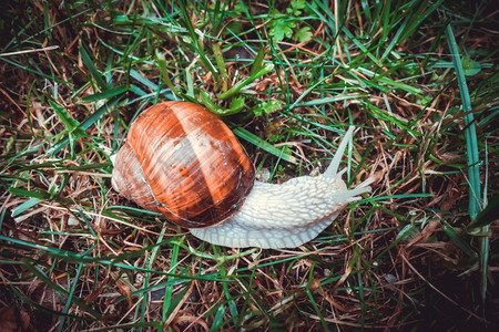 草底的蜗牛宏观摄影草底的蜗牛图片