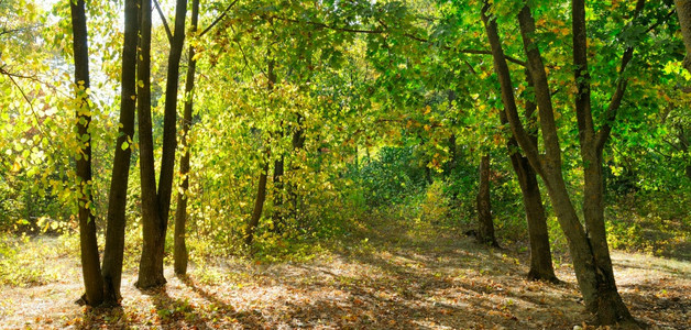 秋天的森林阳光明媚的一天宽广照片图片