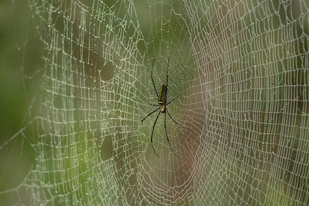 长着露水的巨型木蜘蛛网图片