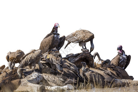 位于非洲南部的Kruge公园中与白人隔绝的板和人后背秃鹫图片