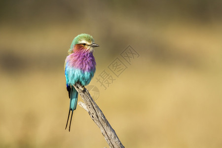 在南非克鲁格公园的自然背景中孤立的丁香胸围滚筒科鸦科种南非克鲁格公园的紫丁香胸滚筒图片