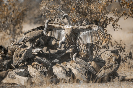 在非洲南部的kruge公园中白人支持的秃鹫群与长颈鹿和在非洲南部的kruge公园中白人支持的秃鹫群在非洲南部的kruge公园中白图片
