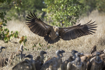 在非洲南部的Kruge公园中白背秃鹫以扩张翅膀降落非洲南部的Kruge公园中白背秃鹫以扩张翅膀降落非洲南部的ciptrdae的S图片