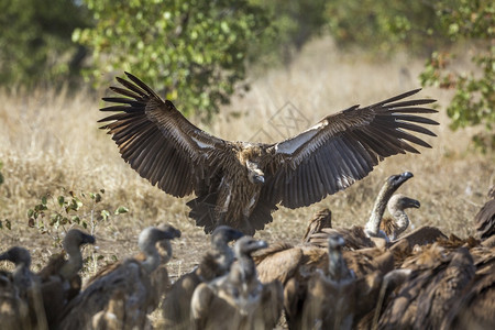 非洲南部Kruge公园中的白背秃鹫图片