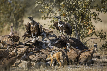 南非克鲁格公园的黑背豺和白背秃鹫非洲犬种南非克鲁格公园的黑背豺和白背秃鹫图片