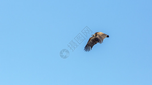 南部非洲Kruge公园中以蓝背景孤立的飞行中白后背秃鹫南部非洲Kruge公园中的白后背秃鹫图片