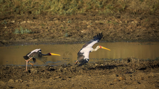 在非洲南部的Kruge公园两只黄卷的山雀非洲南部的ciondae的SpciMtrabs家族图片