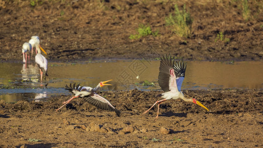 在非洲南部的Kruge公园两只黄卷的山雀非洲南部的ciondae的SpciMtrabs家族图片