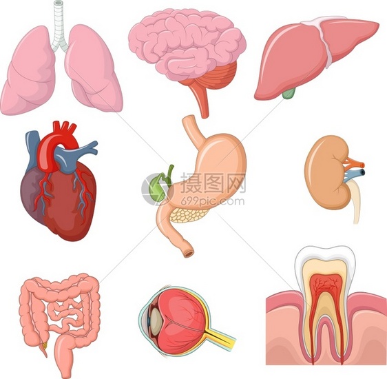内器官解剖学插图图片
