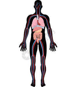 胃肠道人体解剖学hba设计图片
