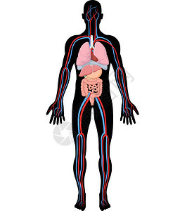 人体解剖学hba图片