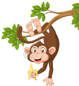 挂在树上吃香蕉的猴子图片