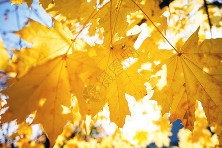黄色叶背景秋天图片