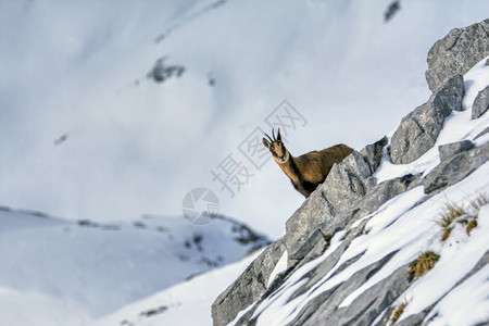 西班牙公园picosdeuropa山峰上的雪积中黑白图片