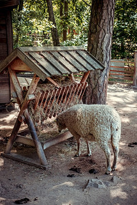传统农场的羊群图片