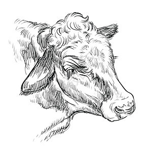 用于标签招贴画打印和设计的公牛手绘插图图片