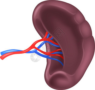 人体脾脏矢量图图片