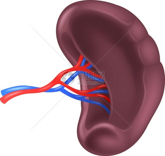 人体脾脏矢量图图片