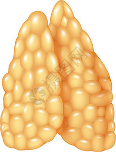 胸腺插图背景图片