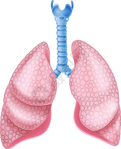 健康肺解剖学插图图片