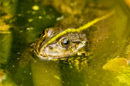 在德国池塘中的普通水青蛙图片