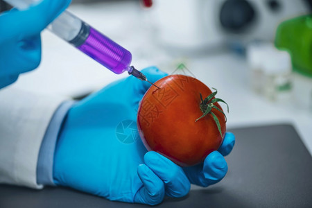 实验室科学家将化品注入红番茄以作进一步分析图片