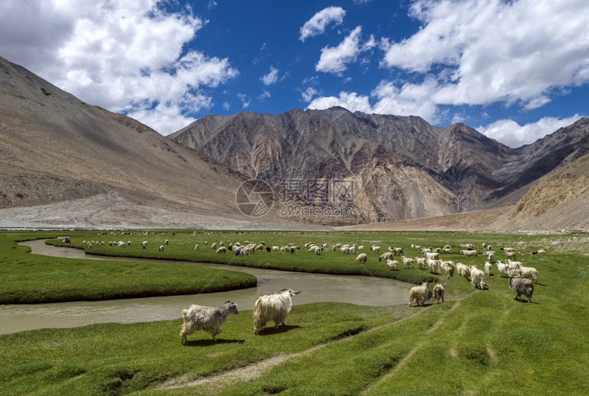 牧羊的群在拉达赫和印地安群岛的草原上放牧图片